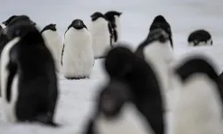 Dünyanın en büyük penguen kolonisinde büyük kayıp