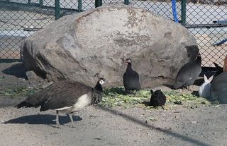 Modern cihazlarla tedavi edilip 100 dönüm korunaklı alanda bakılıyorlar