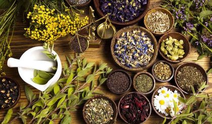 Romatizma, migren ve diğer ağrılı durumlara karşı 6 şifalı bitki