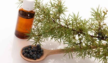 Dizlere ardıç yağı sürmenin inanılmaz etkisi