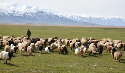 Hakkarili besiciler baharın gelmesiyle hayvanlarını meralara çıkarmaya başladı