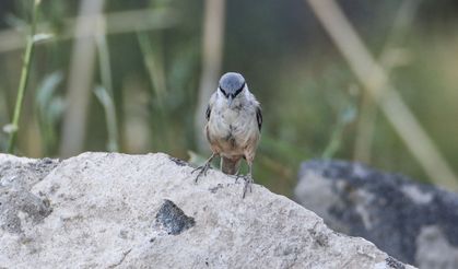 Ağrı Dağı'nda kaya sıvacı kuşu kayalıklarda görüntülendi