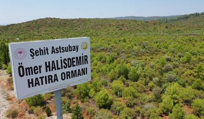 15 Temmuz Şehitleri anısına hatıra ormanına bugüne kadar 300 bin fidan dikildi