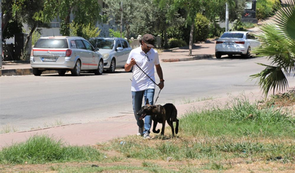 Türkiye'de nadir bulunup barınaktan kaçan Dutch Shepherd cinsi köpek için seferber oldular