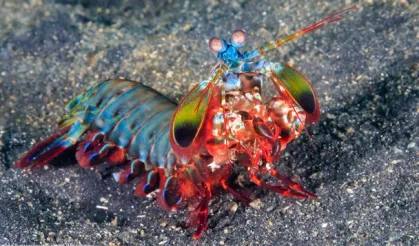 Tam bir kamuflaj ustası! Mantis karidesi ile ilgili bilmeniz gerekenler