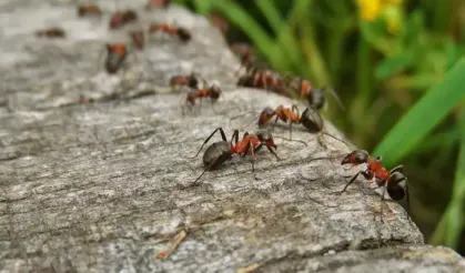 Rüyanızda karınca mı gördünüz? Peki bunun anlamı nedir?