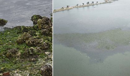 Yılların rezilliği: İzmir'de sahil deniz maruluyla kaplandı, kirliliğe doygun olduğu için ortaya çıktı