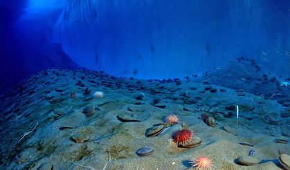 Bilim kurgu değil, gerçek! Antarktika’da ilginç canlılar bulundu
