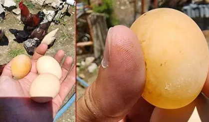 Şaşırtan yumurta! Gören gözlerine inanamadı