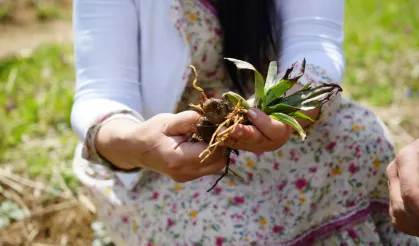 Topraktan çıkan altın! Kilosu 3 bin TL'ye satılıyor