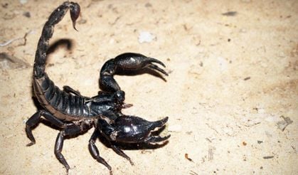 Akrepler şehirleri istila etti: Yüzde 250 artış...