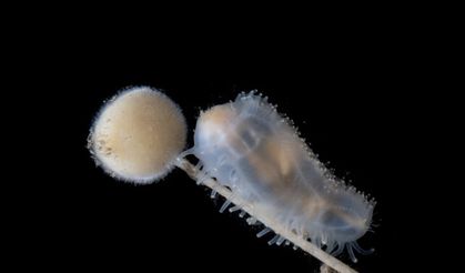 Bilinmeyen yaşamın portresi! 35 günlük seferde benzersiz canlılar keşfedildi