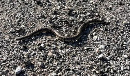 Avını boğarak öldürüyor: Erzincan’da görüntülendi