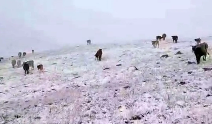Yılın ilk karı yağdı çobanlar şaştı kaldı!