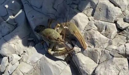 Balıkçılar şaştı kaldı! Ağlarına takıldı