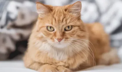 Ağır suçlamalar nedeniyle kediye ev hapsi verildi!