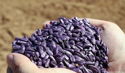 Çiftçilere yağlık ayçiçeği tohumu desteği