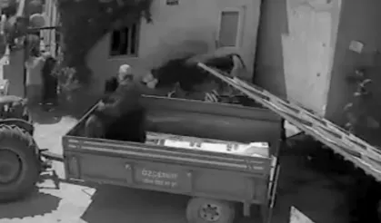 Isparta'da kurbanlık boğa demir kapıyı devirdi