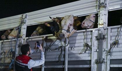 İstanbul'a kurbanlık hayvan girişleri başladı