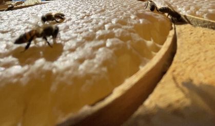 Türk balı dünya pazarlarında markalaşma yolunda ilerliyor