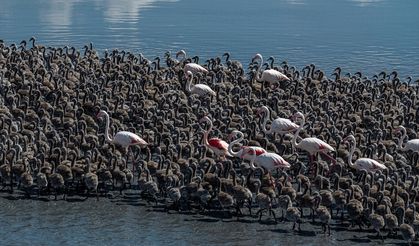 Tuz Gölü'nde yumurtadan çıkan yavru flamingolar doğaya uyum sağlamayı öğreniyor