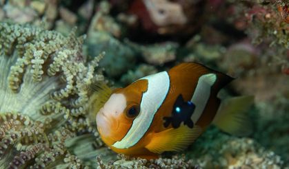 Sipadan Adası'nın zengin su altı yaşamı görüntülendi
