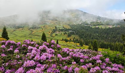 Sis Dağı Yaylası çiçeklerle renklendi