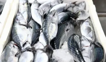 Giresun'da palamut sezonu bereketli başladı
