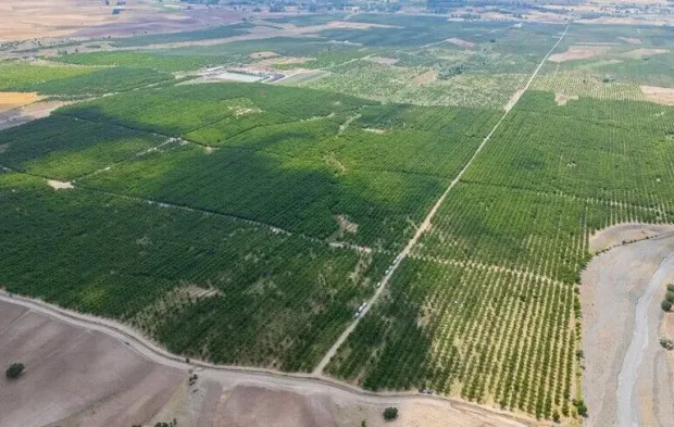 TARSİM'in desteğiyle ayakta kalan 5 bin dönümlük meyve bahçesinde hasat başladı