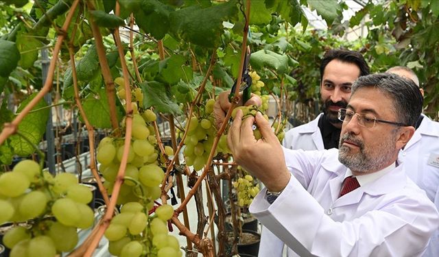 Bakan Yumaklı, Manisa'daki serada üzüm kesti