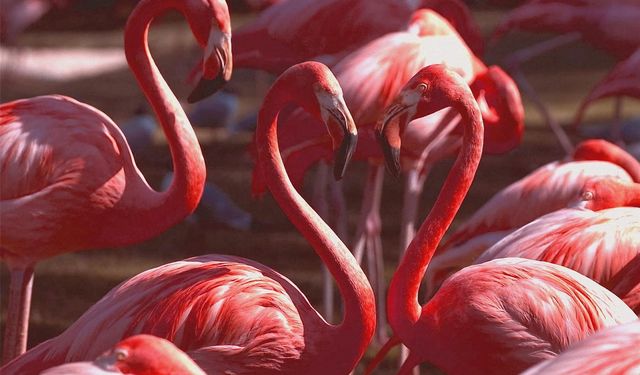 Kuş cenneti Acıgöl flamingolarla bir başka güzel