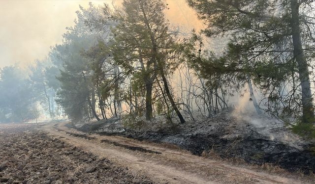 Mudanya'da ormanlık alanda yangın çıktı!