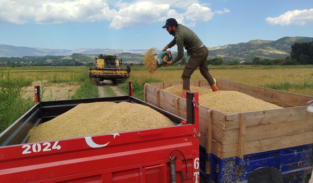 Sinop'ta çeltik hasadı başladı: Üreticiler kuraklık nedeniyle zorlanıyor