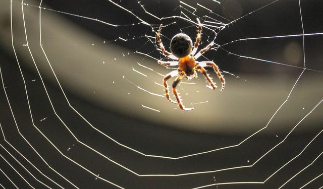 Örümcek Ağı: Doğanın en kuvvetli malzemesi, neden bu kadar güçlü?