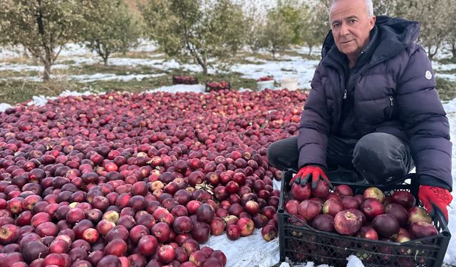 Karlı dağlarda zorlu elma hasadı