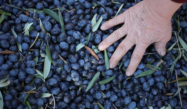 Marmarabirlik ürün alım fiyatlarını açıkladı