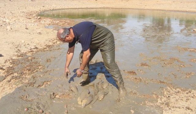 Muğla'da kuruyan göletteki balıklar kurtarıldı