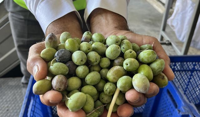 AB, İspanyol zeytinleri üzerindeki ABD tarifelerine misilleme hazırlığında