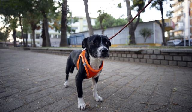 Kök hücre tedavisi uygulanan felçli köpek, yürümeye başladı