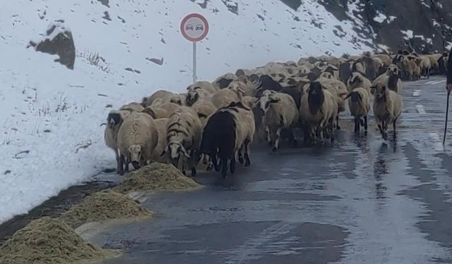 Van'da besicilerin zorlu kış mesaisi başladı