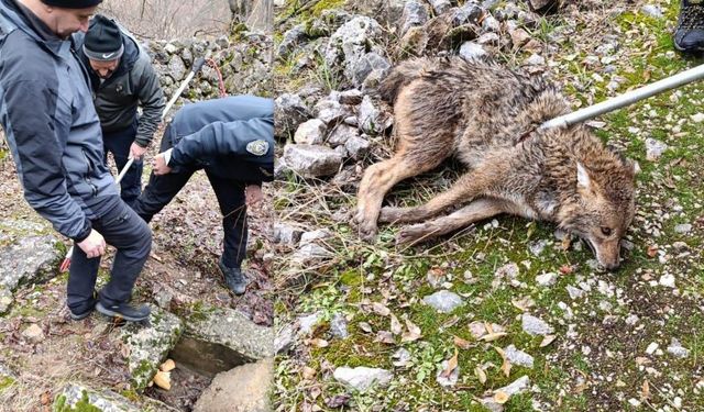 Erzincan’da yaralı kurt kurtarıldı