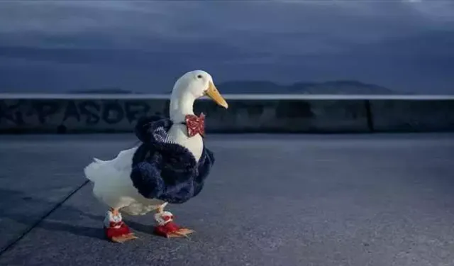 "Zeze" adını verdiği ördeğine evladı gibi bakıyor!