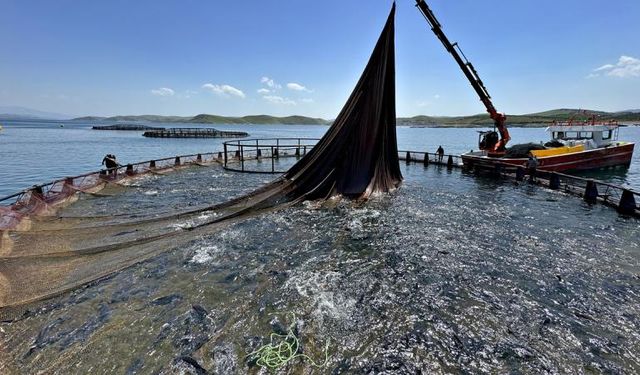 Doğu Karadeniz'in su ürünleri ihracat geliri 200 milyon doları geçti