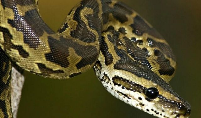İnternette yasa dışı piton satışı