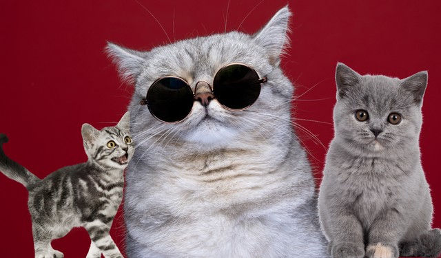 Rüyada kedi görmek ne anlama geliyor? Rüyada kedi görmenin olumlu anlamları...