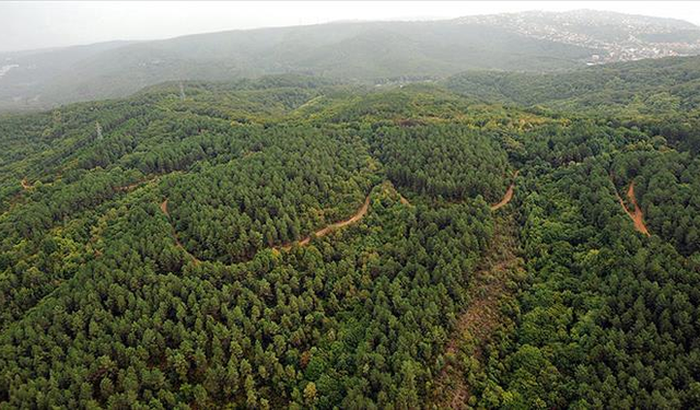 Havalar ısındı dikkat! Türkiye'deki zehirli böcekler