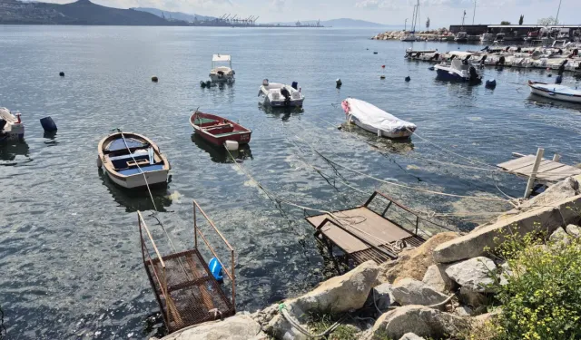 4 yıl aradan sonra Bursa'nın Gemlik Körfezi'nde müsilaj