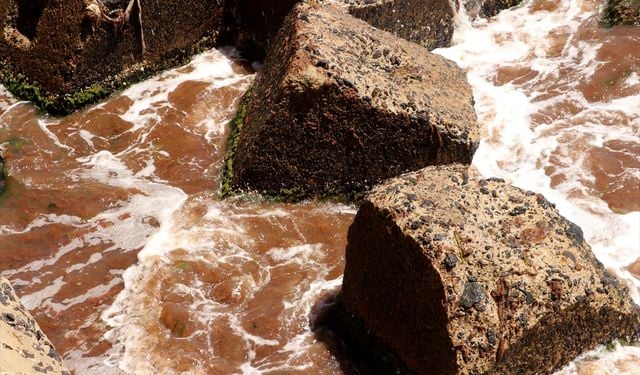 Tekirdağ'da sahillerinde kırmızı yosun görüldü