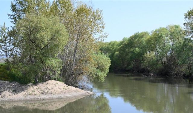 Çeltik tarımında kullanılan Tunca Nehri temizlenip su biriktirme alanları oluşturuluyor