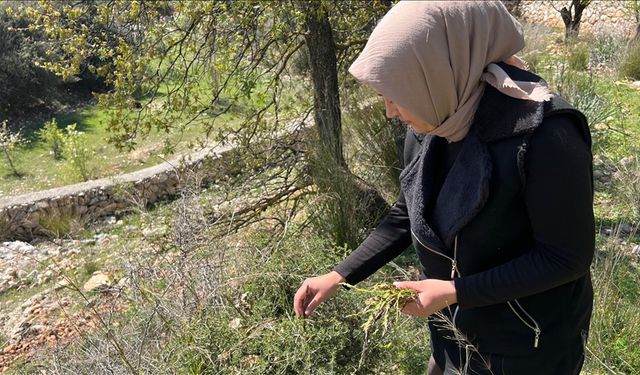 Dağlardan toplanan yabani kuşkonmaz gelir kaynağı oldu